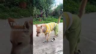 Download lagu Funny Time! My Original Laughing Gianluca Marino #funny #laugh #risas #comedy #laughing #risa mp3