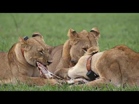 Coutada 11. Mozambique. A brilliant success.