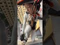 This Girl Installs an AC Unit While Hanging From a Rope! 😱🔧❄️#shorts