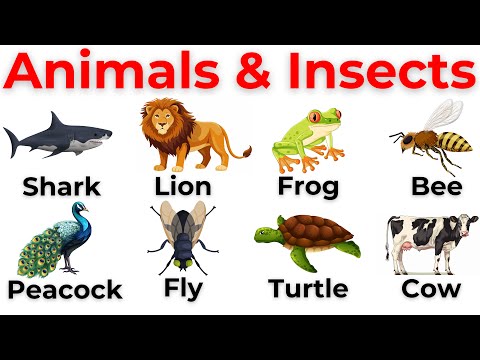 100+ Animals Name | Learn Animals names  |Animals in English  | English Vocabulary
