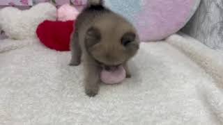 ポメラニアンの動画01