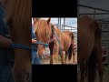 #horse COVERED in ticks | HORSE SHELTER HEROES S2E12 #auctionrescue #2021