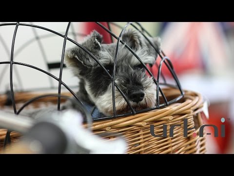 download lagu mp3 mp4 Pluto Basil, download lagu Pluto Basil gratis, unduh video klip Pluto Basil