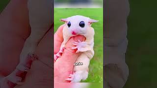 ¡Esta mujer adoptó un animal increíble! ❤️😍 #shorts #naturaleza #animales