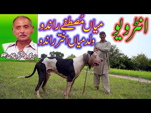 Best of Pakistan Bully Dog Breed Main Akhter Rando And Interview Son of Main Akhter Rando By Nafa TV
