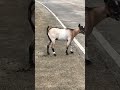 Goat Poop On The Street
