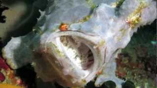 preview picture of video 'Ocean Enterprises Dive Travel - Frogfish in the Komodo Islands'