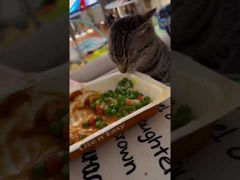 Cat: No Peas!! #Shorts (See Description)