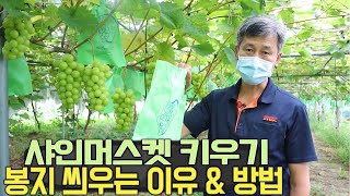 샤인머스켓 봉지 씌우는 이유와 봉지 씌우는 방법을 농장주가 직접 알려드립니다! - 샤인머스켓 키우기
