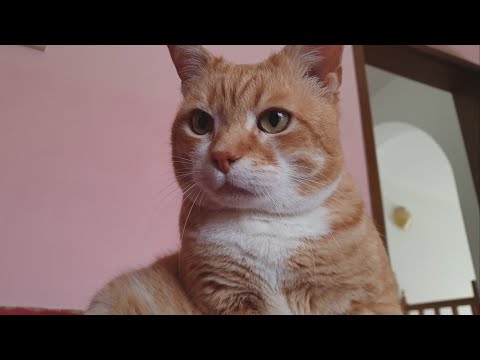 The Therapeutic Power Of A Purring Cat - YouTube