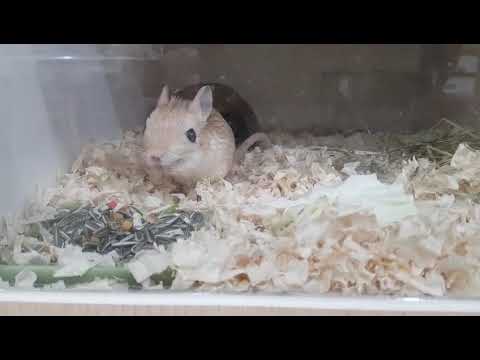 CUTE! Jerboa. Enjoy snack. Sunflower seed. Cabbage.