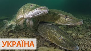 Запрет рыбалки в украине 2020 харьков