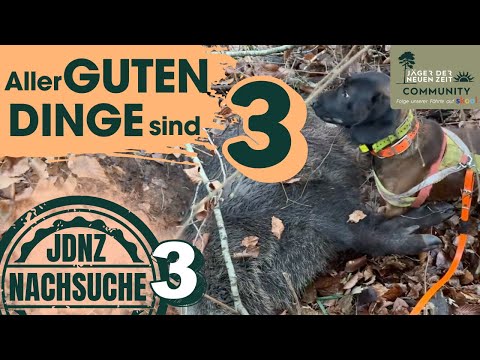 Aus ÜBERLÄUFER wird KEILER. Nachsuchengespann meistert dritte Nachsuche des Tages#JDNZ