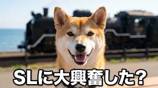 水平線とSLとみた。#柴犬#犬との暮らし#日常#面白い#かわいい#癒し#shibainu