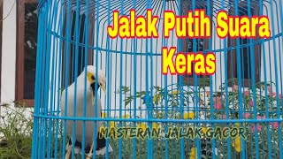 Download lagu Pancingan Jalak Putih Gacor Durasi Panjang  - Masteran Jalak Putih Full Isian Tembakan mp3