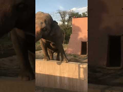 Top 10 elephant hashtags · #elephant - 45% · #elephants - 10% · #wildlife