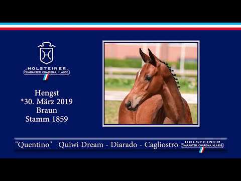 Holsteiner Elite-Fohlenauktion 2019 - Nr. 32 Quentino v. Quiwi Dream-Diarado