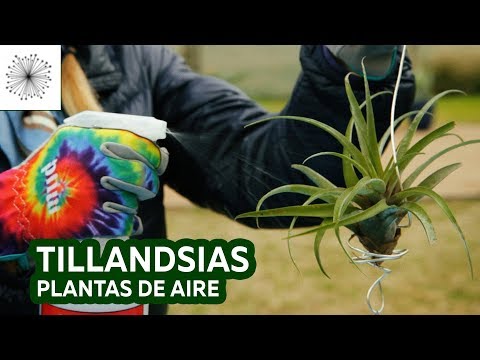 , title : 'Todo sobre las Tillandsias o Plantas de Aire'