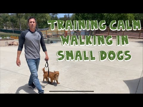 Small dog loose leash walking with good dog.