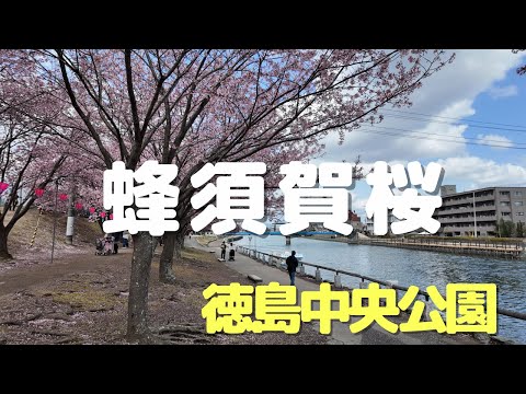 山桜、緋桜 植物
