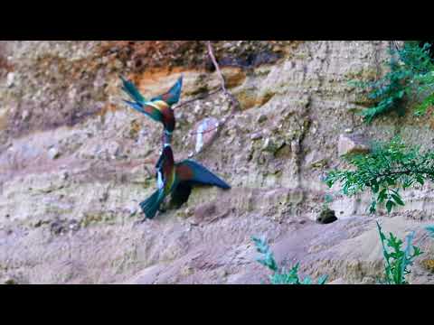 Żołna - Zaciekła walka o najlepszą norę.