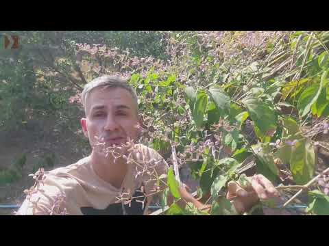 Конгея войлочная. Congea tomentosa.