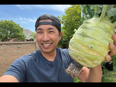 Soil Vs Hydroponic Experiment with Giant Kohlrabi Part 03