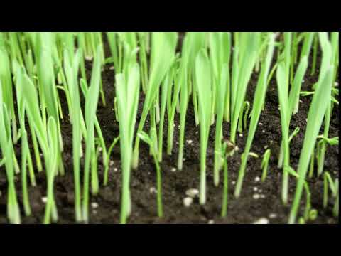 Time Lapse Grass Growing