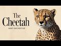 Cheetah The World S Fastest Cat Fights Extinction Animal Documentary Wildlife