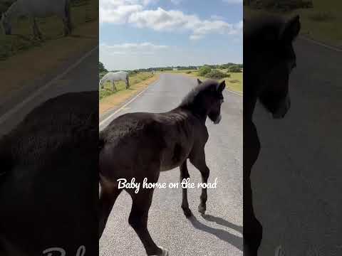 Baby horse strolling on the road #viral #horse #cute #beautiful #animal #foal #yt #ytshort