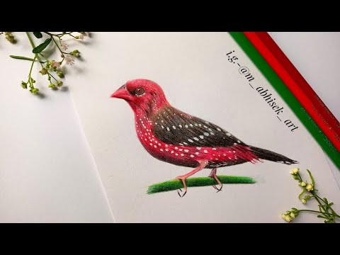 Drawing Red Munia Bird | m abhisek art