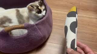 寝てばかりの保護猫へ新たに導入されたアイテムたち