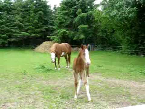 das ist Miss Chore Delay viel Spa beim gucken