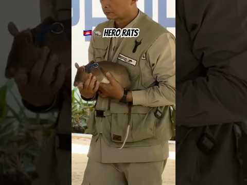 🇰🇭🐀 Hero Rats #cambodia #siemreap #apopo #herorats #cambodia #demining