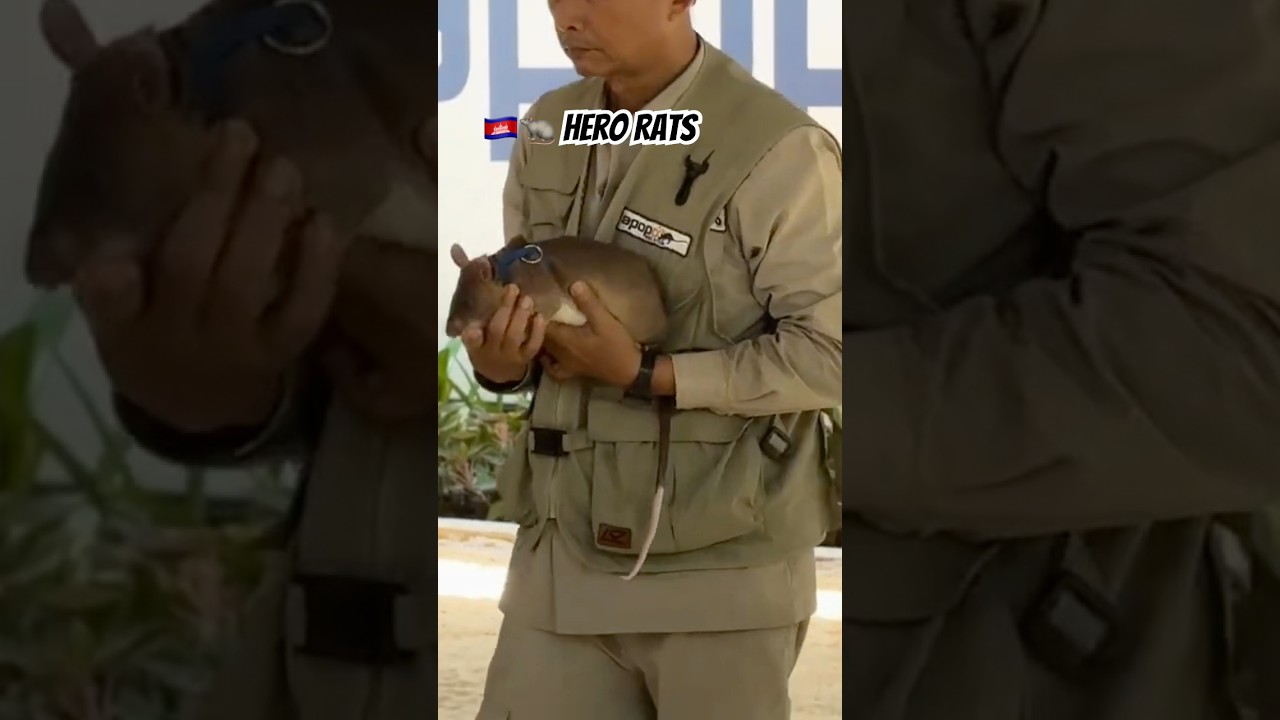 🇰🇭🐀 Hero Rats #cambodia #siemreap #apopo #herorats #cambodia #demining