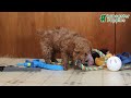 Toy Poodle dogs for sale: Oliver - Video 1