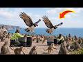 They Released Two Harpy Eagles On An Island Full Of Monkeys 31 Years Later Nobody Saw This Coming