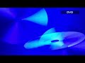 Opening To The Wiggles Sailing Around The World 2005 DVD