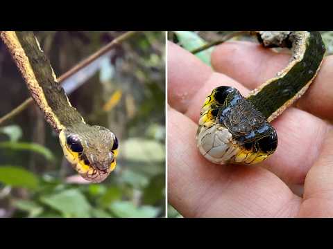 Snake Caterpillar 😱 This Is NOT a Snake!