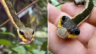 Snake Caterpillar 😱 This Is NOT a Snake!