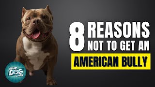 8 Reasons Why You Should Not Get an American Bully
