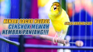 Download lagu SUARA BURUNG |113| Kenari GACOR PANJANG INI Cocok untuk Masteran KENARI PAUD dan Kenari Macet BUNYI mp3 Download lagu SUARA BURUNG |113| Kenari GACOR PANJANG INI Cocok untuk Masteran KENARI PAUD dan Kenari Macet BUNYI mp3