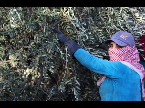 مزارعو الزيتون .. معاناة مقيمة نفتها وزارة الزراعة