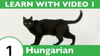 Learn Hungarian with Video - Learning Hungarian Vocabulary for Common Animals Is a Walk in the Park!