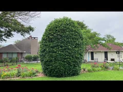 Best Plants Series - Nellie R Stevens Holly