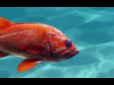 Der gemeine Delfin Folge 1