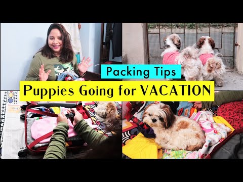 What to carry for Puppies in Road Trips | Puppies going for vacation - Packing Tips Video