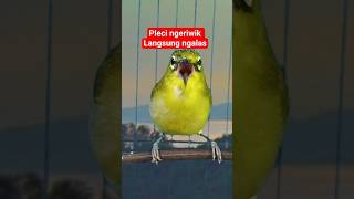 Download lagu pleci ngeriwik sambung ngalas #plecigacor mp3