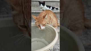 Cat drinking water