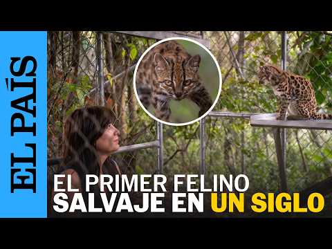 Descubren en los bosques nubosos de Bolivia al TILCAYO, el primer felino salvaje en un siglo